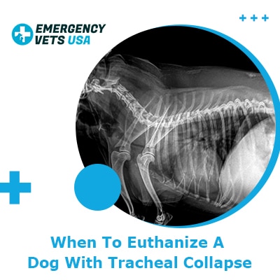 When To Euthanize A Dog With Tracheal Collapse Our Opinion