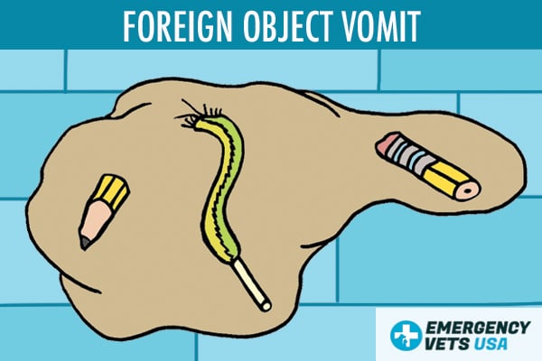 Foreign Object Dog Vomit