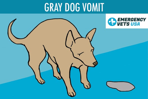 Gray Dog Vomit