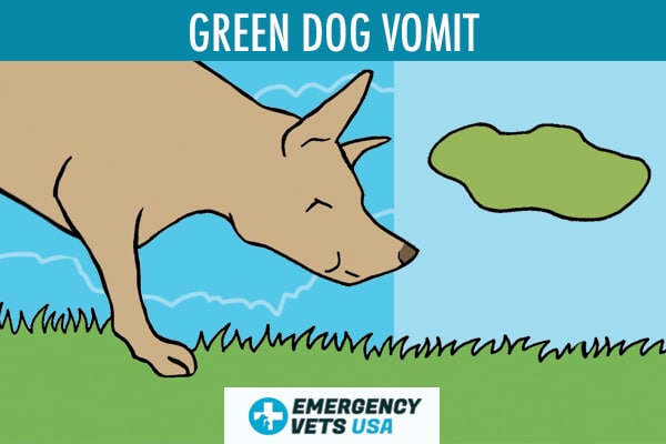 what does it mean if my dog puking green