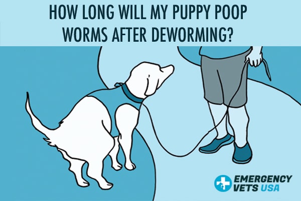 do dogs poop worms after being wormed