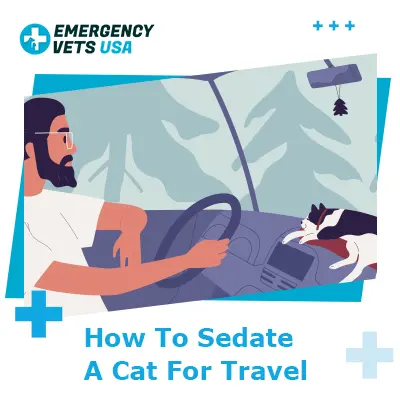 cat sedative for long road trip