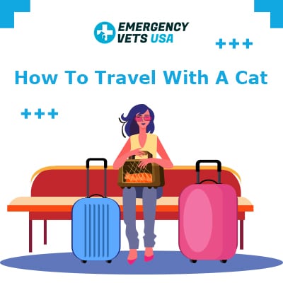 How To Travel With A Cat