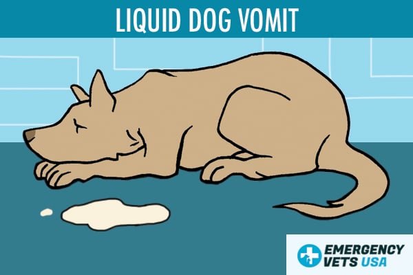 Liquid Dog Vomit