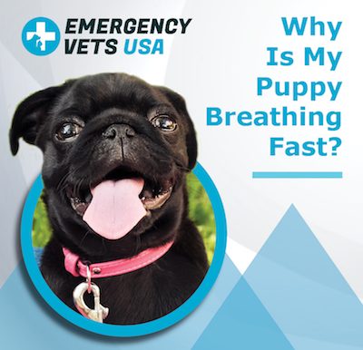 Puppy Breathing Fast