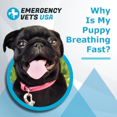Why Is My Puppy Breathing Fast? Should You Be Worried?