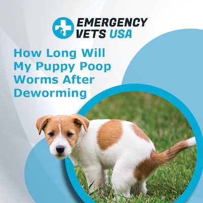 how long will my puppy poop worms after deworming