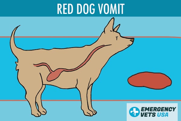 Dog vomiting best sale bright red blood