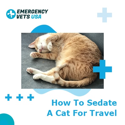 cat road trip sedative