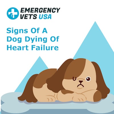 can a heart murmur in a dog cause death