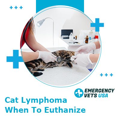 When To Euthanize A Cat With Lymphoma