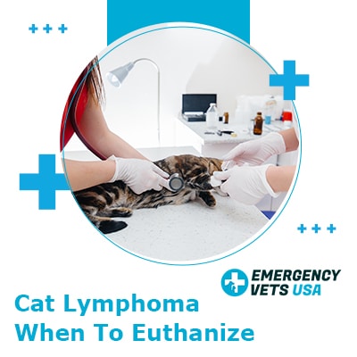 Cat Lymphoma & When To Euthanize (Our Opinion)