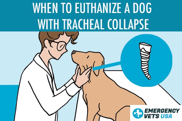 When To Euthanize A Dog With Tracheal Collapse