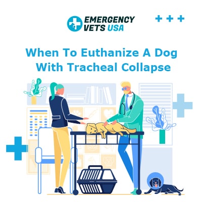 When To Euthanize A Dog With Tracheal Collapse Our Opinion