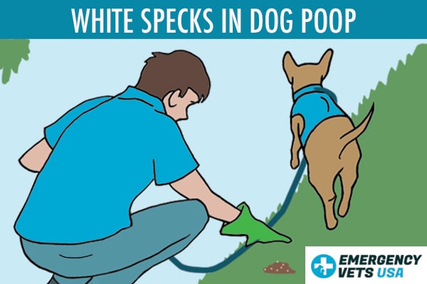 White Specks In Dog Poop