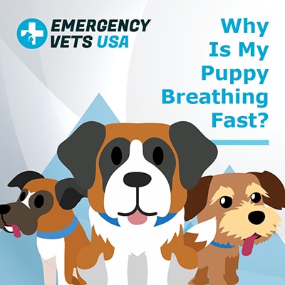 Why Is My Puppy Breathing Fast Should You Be Worried