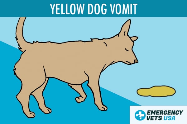 what does it mean when dog vomits yellow