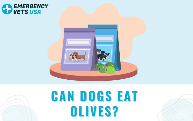 Can Dogs Eat Olives