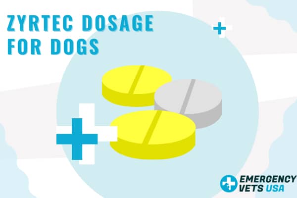can-i-give-zyrtec-to-my-dog-zyrtec-dosage-calculation-alternatives