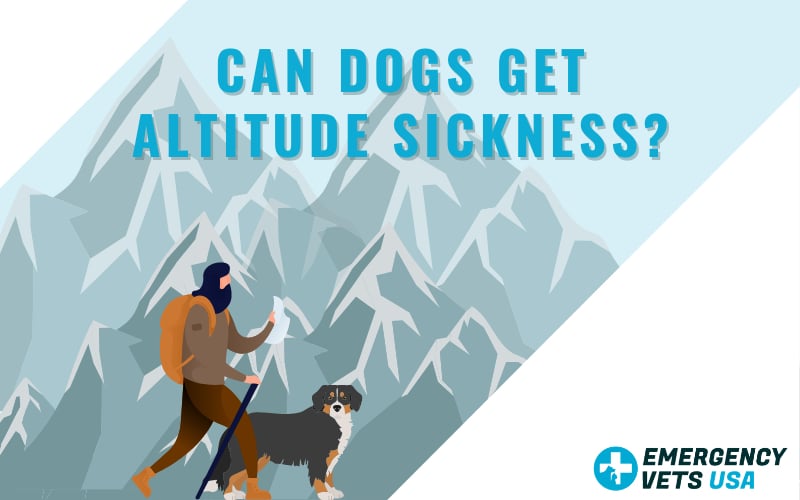 Can Dogs Get Altitude Sickness Does High Altitude Affect Pets