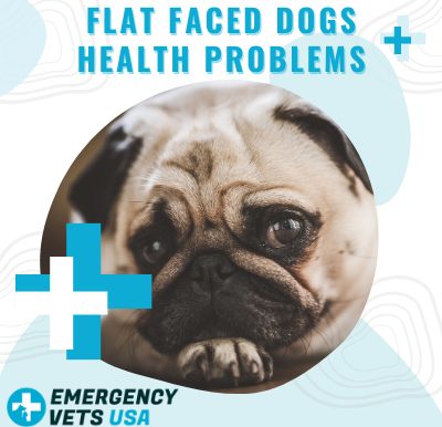 Do Flat Faced Dogs Have Health Problems