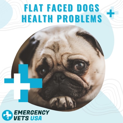 Flat-Faced Dog Health Problems And How To Keep Them Healthy