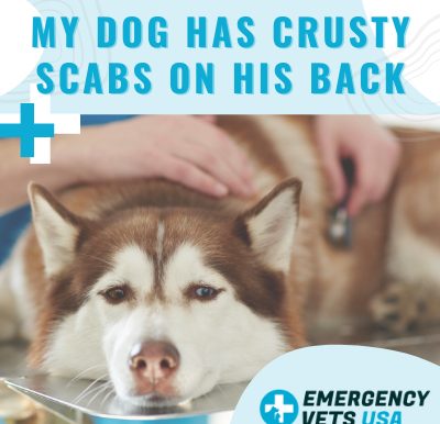 Dog Has Crusty Scabs on His Back