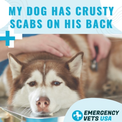 how do i get rid of scabs on my dog