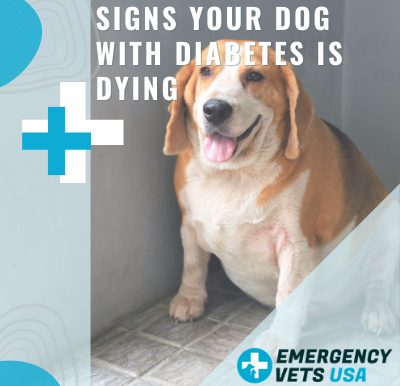 Dog With Diabetes Dying