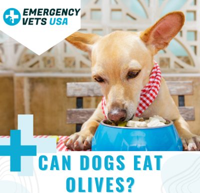 Dogs Eating Olives