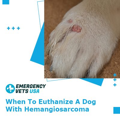 Euthanize A Dog With Hemangiosarcoma