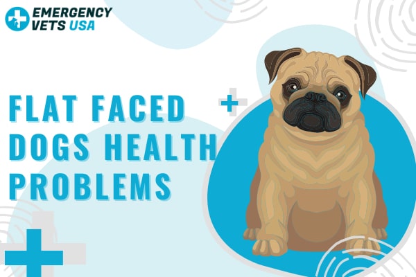 Flat Faced Dog Health Problems