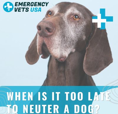 Is It Too Late To Neuter An Old Dog