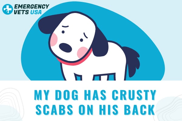 what can cause scabs on dogs