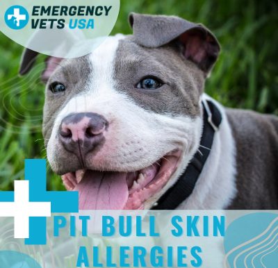 My Pit Bull Has Skin Allergies