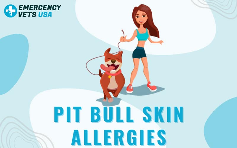 Pit Bull Skin Allergies