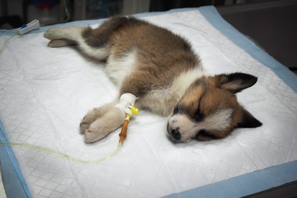 Puppy With Parvovirus Getting an IV