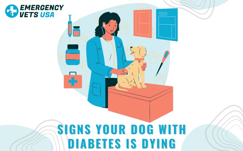 how long will a dog with diabetes live