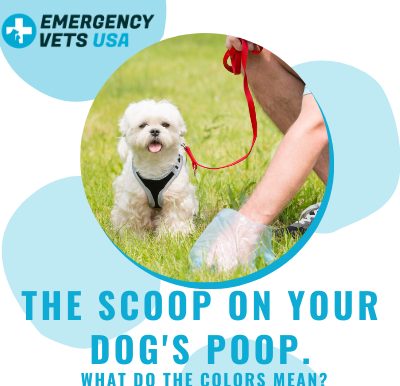 What Do Your Dogs Poop Colors Mean