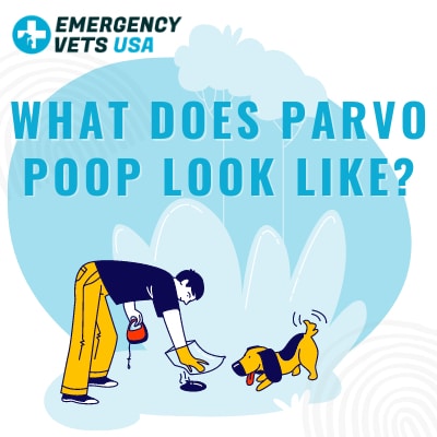 What Does Parvo Poop Look Like