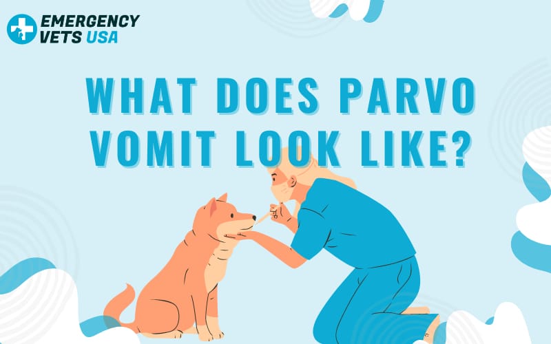 What Does Parvovirus Vomit Look Like