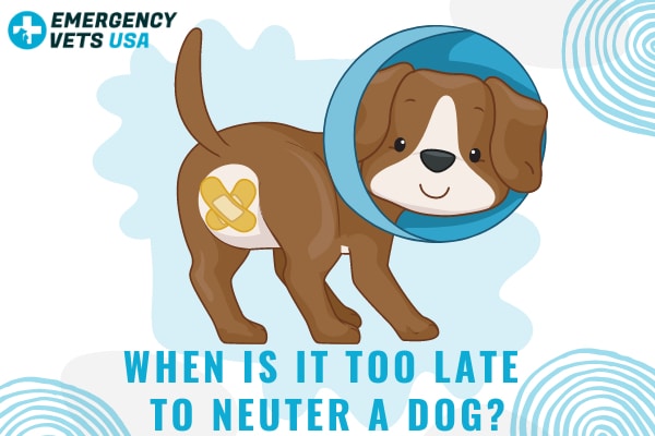 what is the best age to neuter a male dog