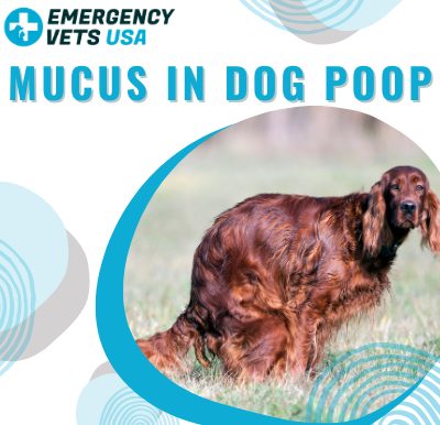 Why Is There Mucus In Dog Poop
