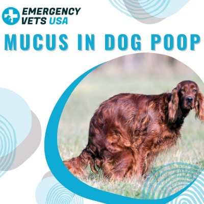 a lot of mucus in dog poop