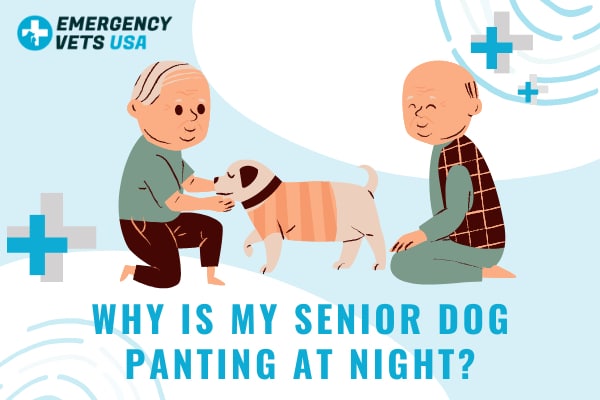 why-is-my-older-dog-restless-at-night