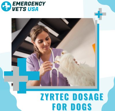 Zyrtec Dosage for Dogs