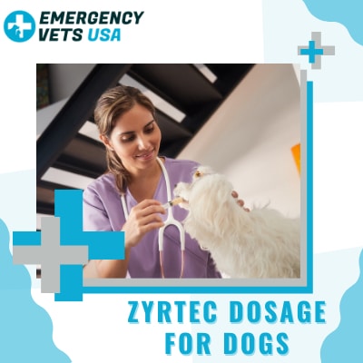 bygning protest logo Can I Give Zyrtec To My Dog? Zyrtec Dosage Calculation & Alternatives