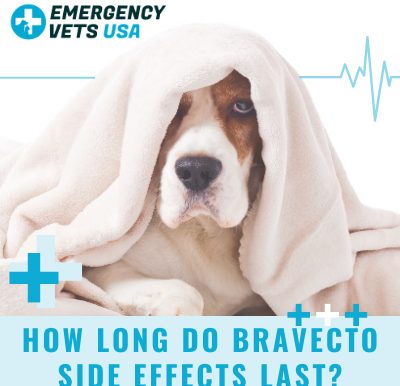Bravecto Side Effects