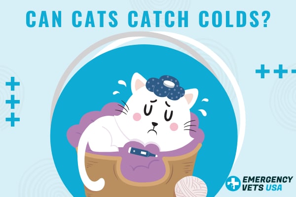 Can Cats Get Colds