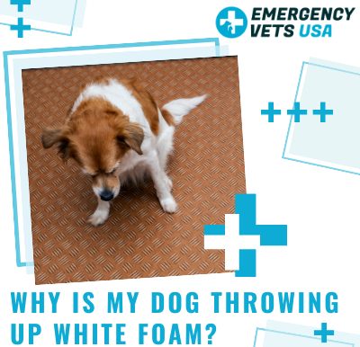 Dog Throwing Up White Foam